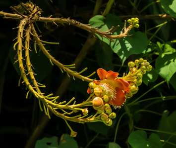 Flowers of the Canon Ball Tree